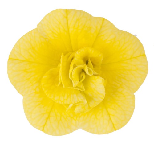 twist-double-yellow_calibrachoa-x-hybrida_13966_2.jpg