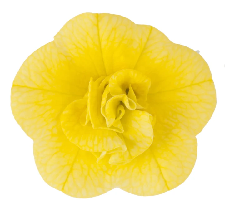 twist-double-yellow_calibrachoa-x-hybrida_13966_2.jpg