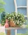 twist-double-white-imp_calibrachoa-x-hybrida_13965_3.jpg